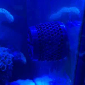 Anemone guard montado numa bomba Ecotech MP40 num aquário de recife